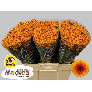 CHR SAN MADIBA LAMBO SUNRISE