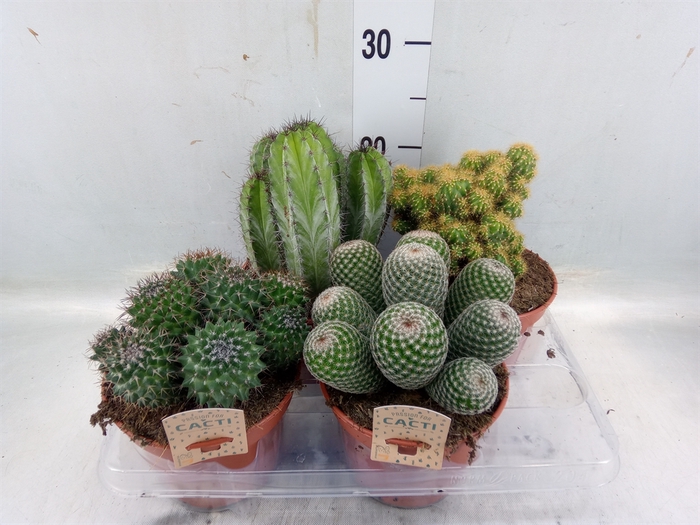 <h4>Cactus   ...mix</h4>