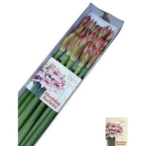 HIPP GA BLUSH BARBER