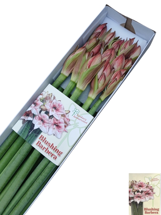 <h4>HIPP GA BLUSH BARBER</h4>