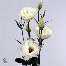 R GR RED NAOMI! MAGNA 80