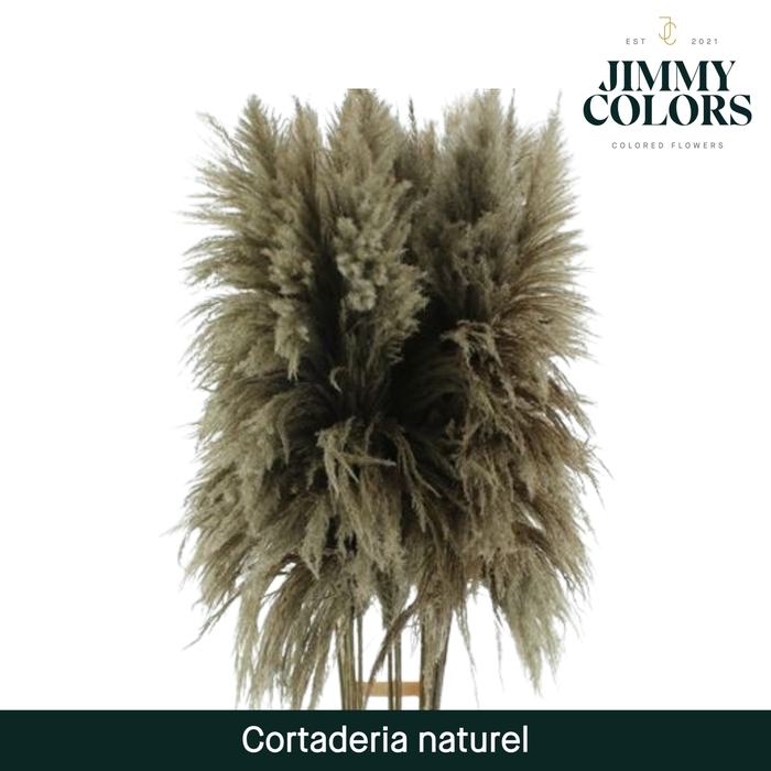 <h4>Cortaderia Naturel</h4>