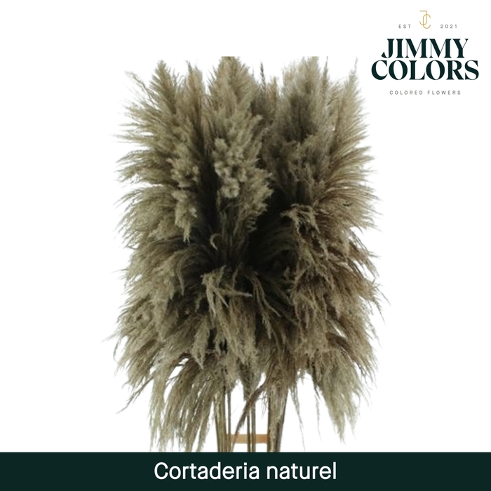<h4>Cortaderia  Naturel</h4>