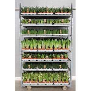 Sansevieria Overig mix CC