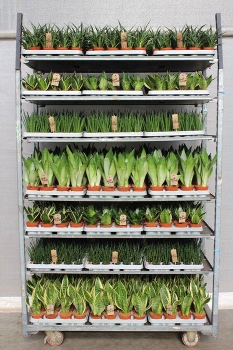 <h4>Sansevieria mixkar "Rough & Tough"</h4>