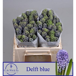 HYAC DELFT BLUE