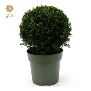 Taxus Collection Ball Ø38cm P27