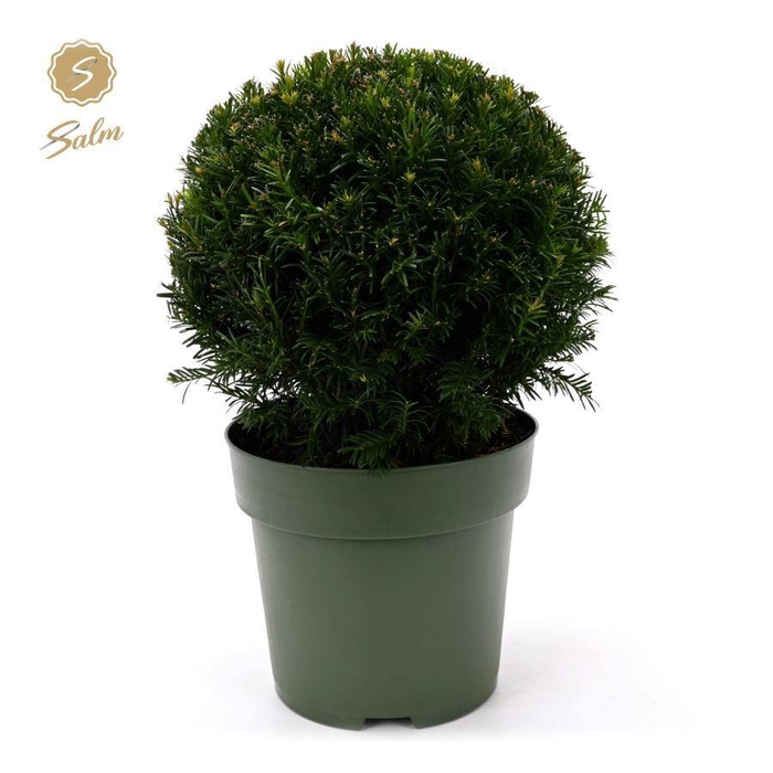 <h4>Taxus Collection Ball Ø38cm P27</h4>
