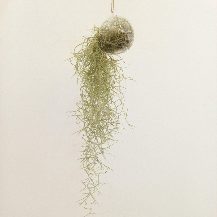 <h4>Tillandsia Usneoides Glas Bol</h4>