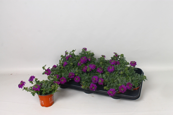 <h4>VERBE MA DARK BLUE</h4>