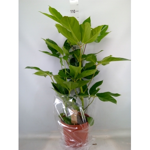 Schefflera actin. 'Amate'