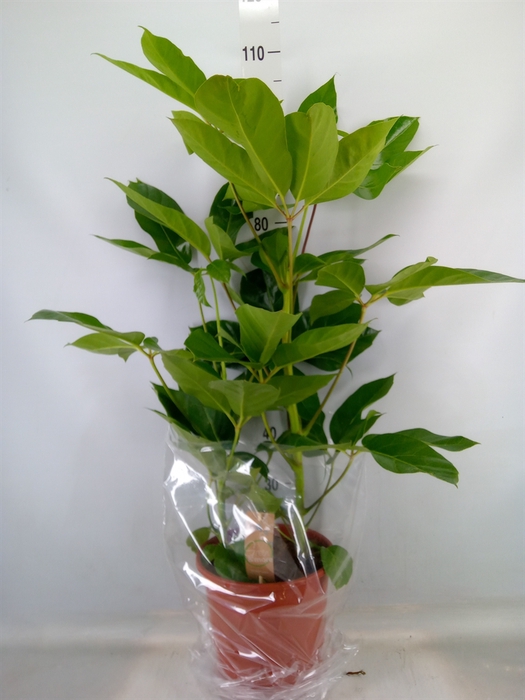 <h4>Schefflera actin. 'Amate'</h4>