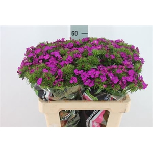 Dianthus Br Am Neon Purple