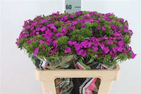 <h4>Dianthus Br Am Neon Purple</h4>