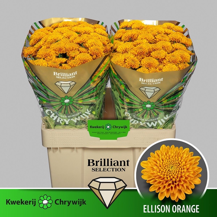 <h4>CHR S ELLISON ORANGE</h4>