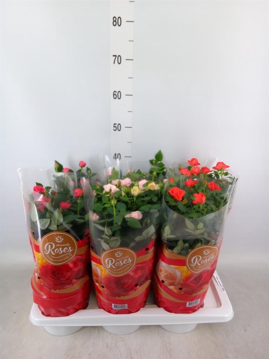 <h4>Rosa  'Favourite Roses'   ...mix 3</h4>