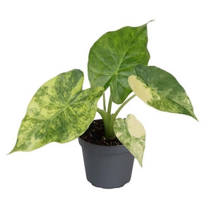 ALOCASIA MACRORRHIZA P6