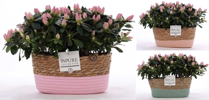 <h4>1st class Azalea pink (x2) in P&PURE Fieldbasket ass.3</h4>