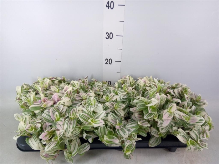 <h4>Tradescantia ...</h4>