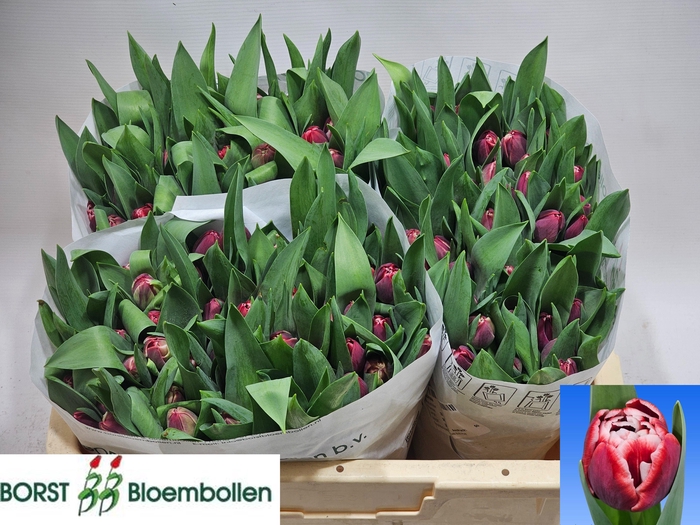 <h4>TU DU SOULMATE</h4>