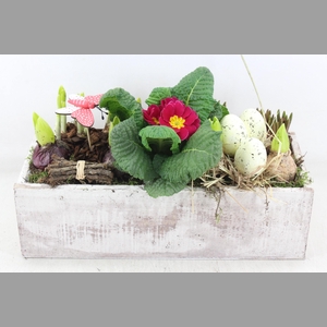 arr4 Primula VL - Hout kist white XL 285/3