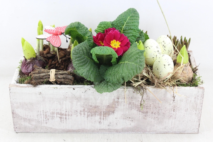 <h4>arr4 Primula VL - Hout kist white XL 285/3</h4>