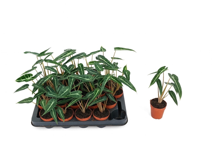 <h4>ALOC X AMAZONICA</h4>