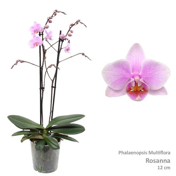 <h4>Phal. Multiflora "Rosanna" 2-tak</h4>