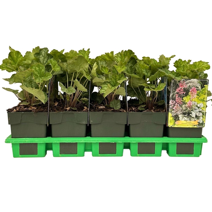 <h4>Heuchera americana Dale</h4>