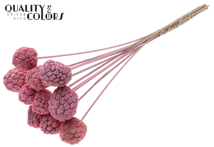 Atta Fruit on stem Bleached Frosted Pink