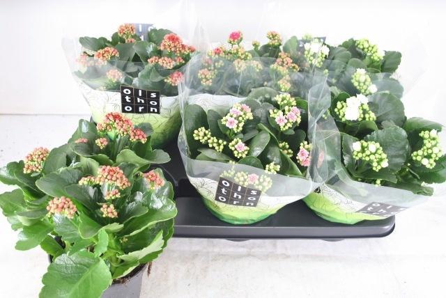 <h4>KAL GE GEM 4 KL</h4>