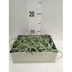 Tillandsia