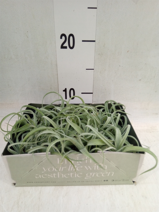<h4>Tillandsia</h4>