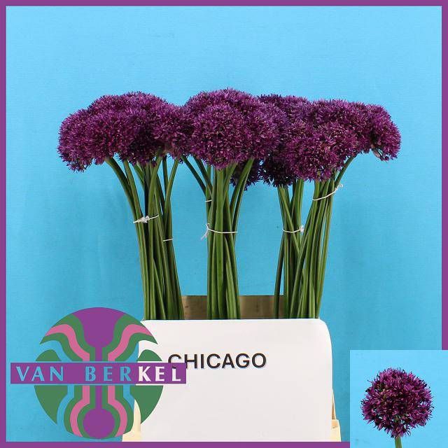 <h4>ALLIUM KLEINBLOEMIG</h4>