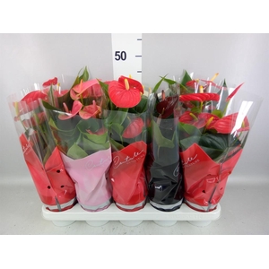 Anthurium   ...mix 4