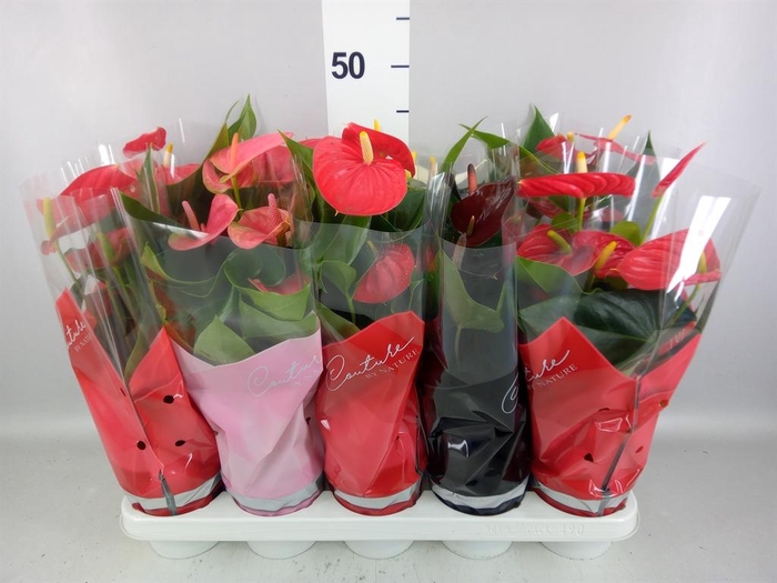 <h4>Anthurium   ...mix 4</h4>