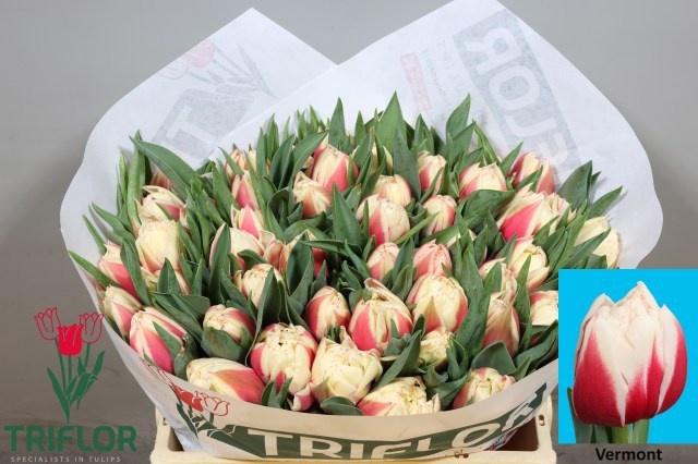 <h4>TU DU VERMONT</h4>