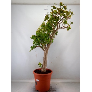 Crassula ovata 'Sunset'