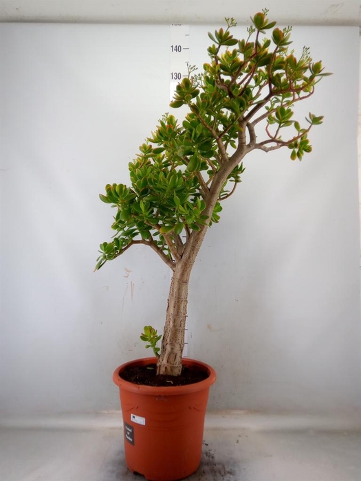 <h4>Crassula ovata 'Sunset'</h4>