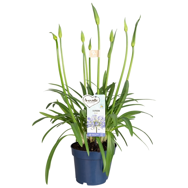 <h4>Agapanthus Amourette Superb+ Blue, 9+ tak</h4>