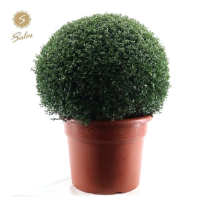 Ilex crenata Ball Ø80cm P50