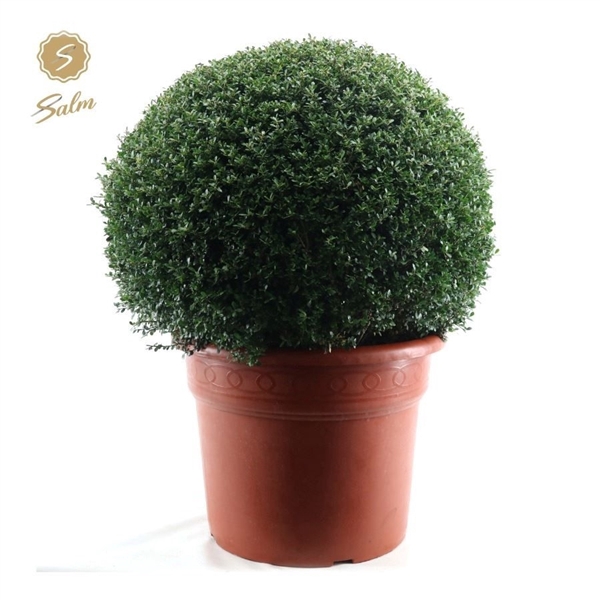 <h4>Ilex crenata Ball Ø80cm P50</h4>