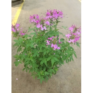 CLEOME