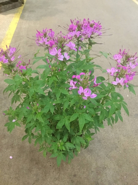 <h4>CLEOME</h4>