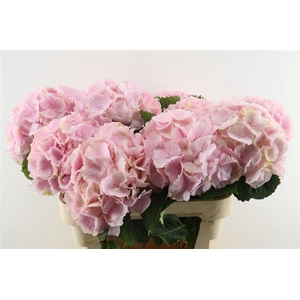 Hydr M Verena Pink 80-23