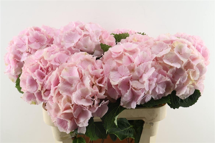 <h4>Hydr M Verena Pink 80-23</h4>