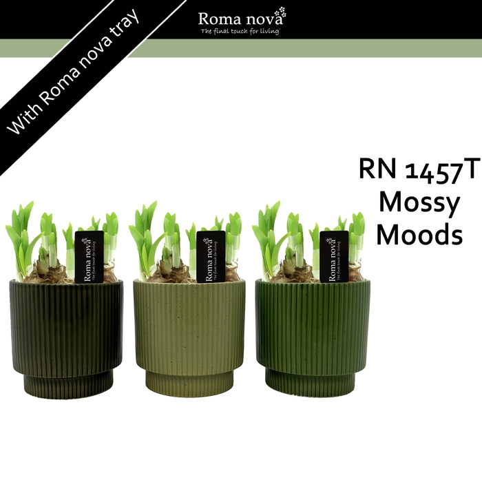 <h4>1457T - Mossy Moods (Tete a Tete)</h4>