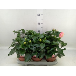 Hibiscus rosa-sin.   ...mix