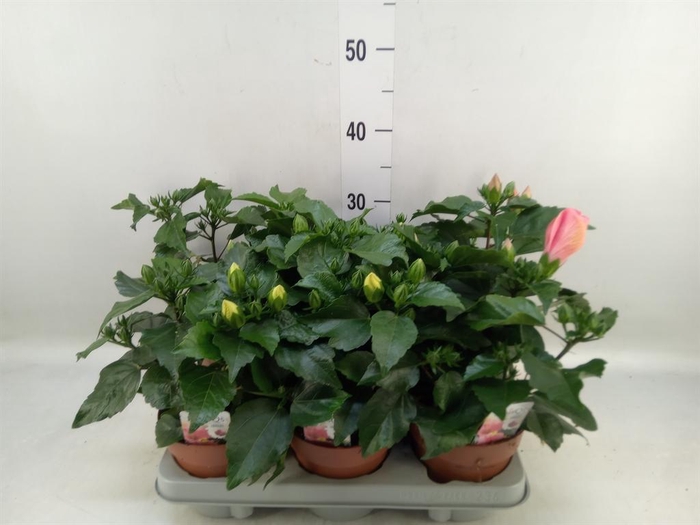 <h4>Hibiscus rosa-sin.   ...mix</h4>