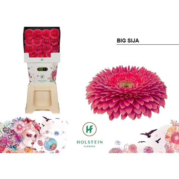 <h4>Ge Gb Gerp Big Sija - Holstein</h4>